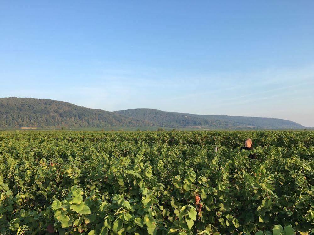 Отель Alter Winzerhof Weisenheim Am Berg E.K. Экстерьер фото
